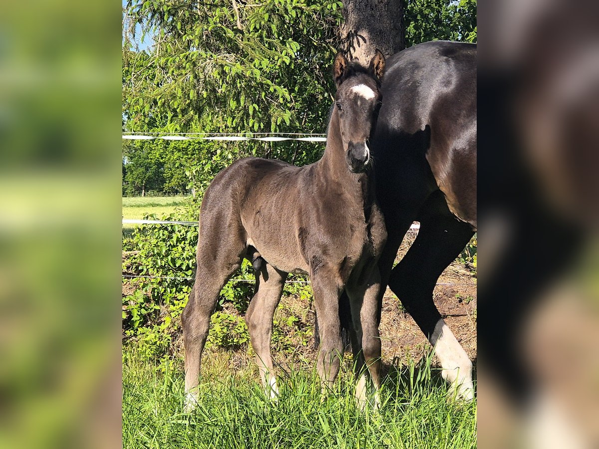 Oldenburger Hengst  172 cm Rappe in Westerstede