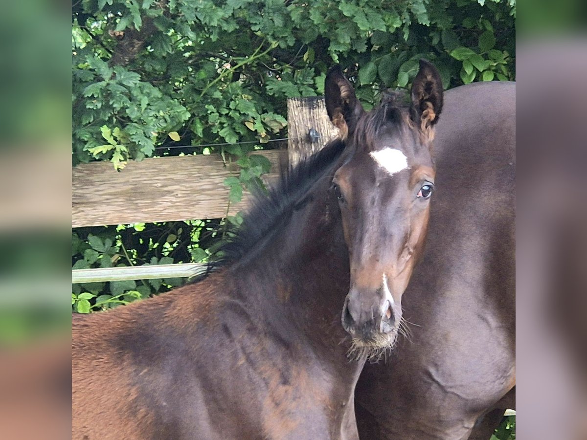 Oldenburger Hengst Fohlen (04/2025) 172 cm Rappe in Westerstede