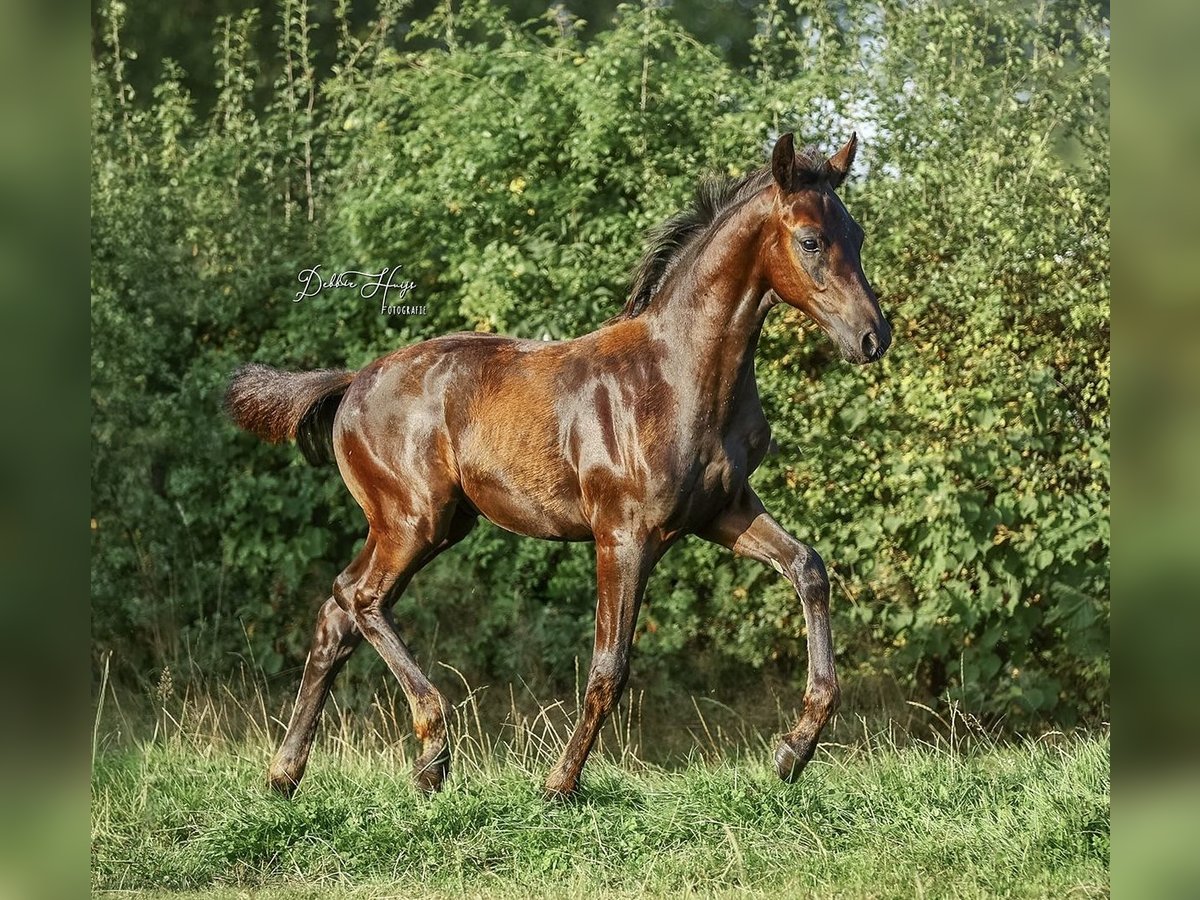 Oldenburger Hengst Fohlen (05/2025) 173 cm Rappe in Heeten