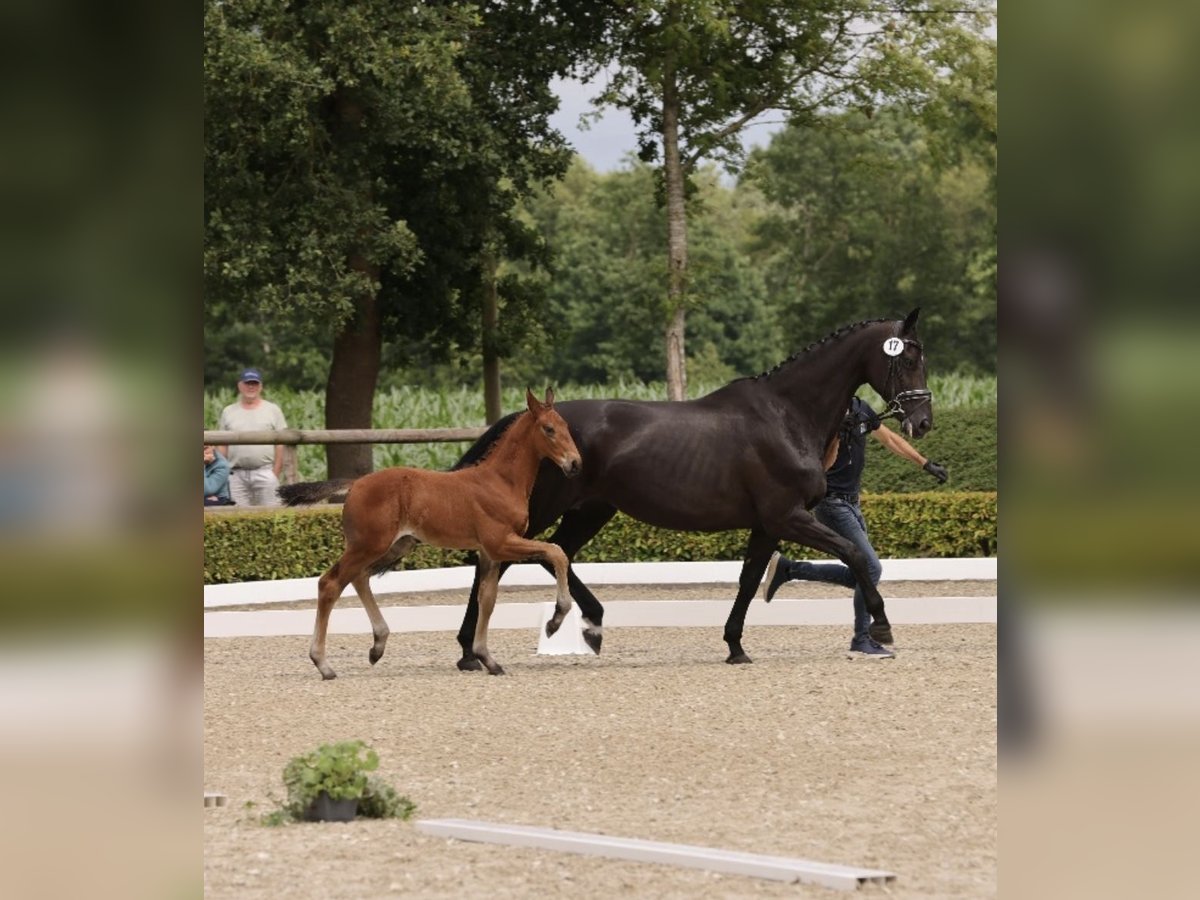 Oldenburger Hengst  175 cm Brauner in Westerstede