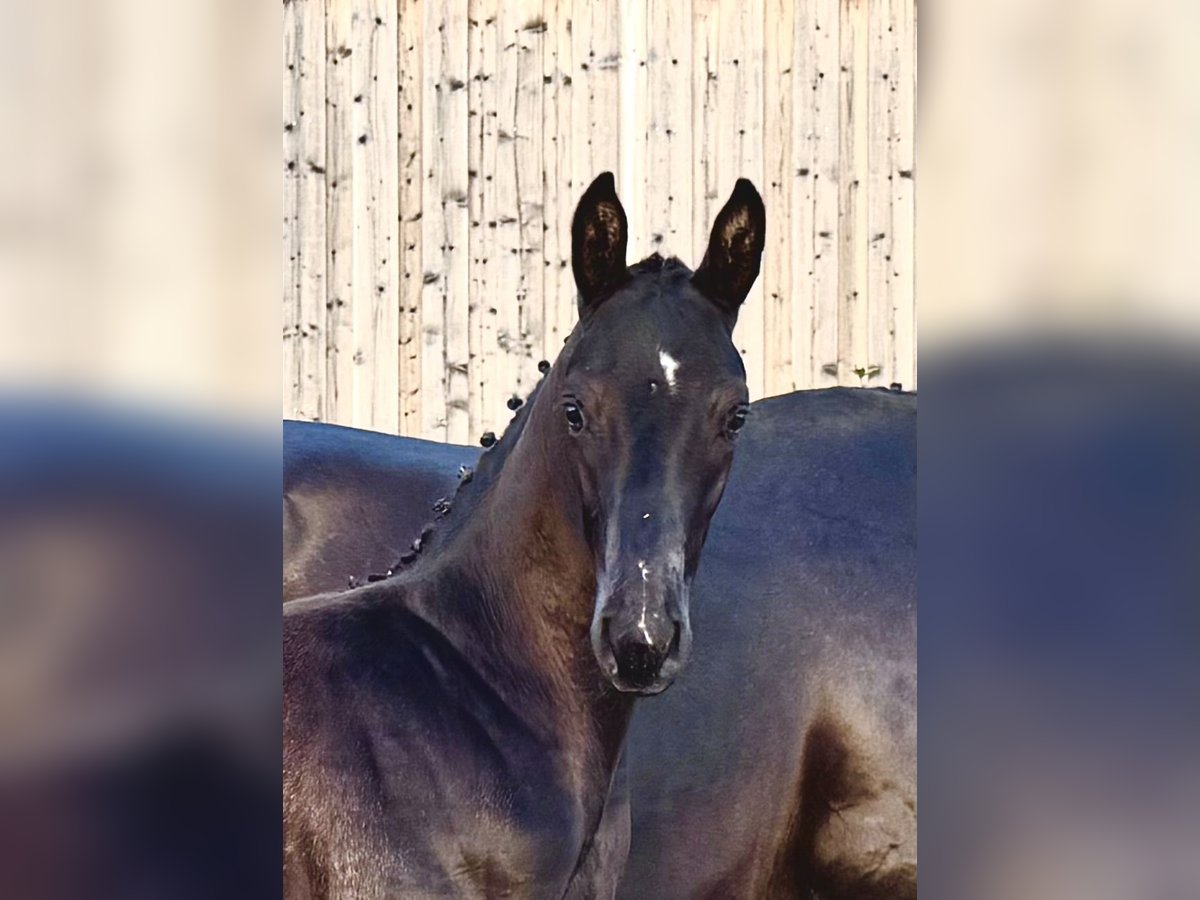 Oldenburger Hengst Fohlen (06/2025) 175 cm Rappe in L&#xF6;wenberger Land