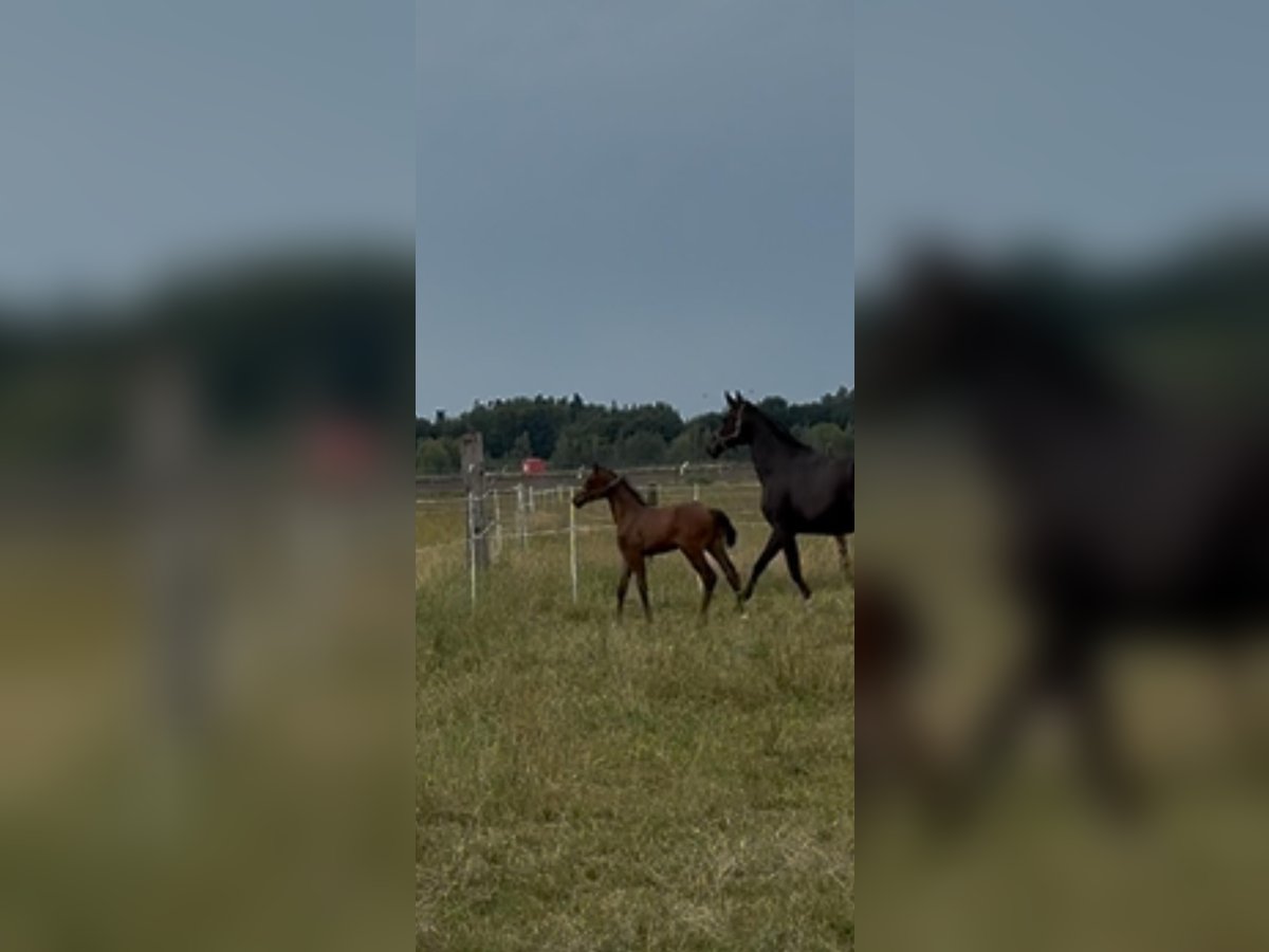 Oldenburger Hengst  Brauner in Gro&#xDF;enkneten