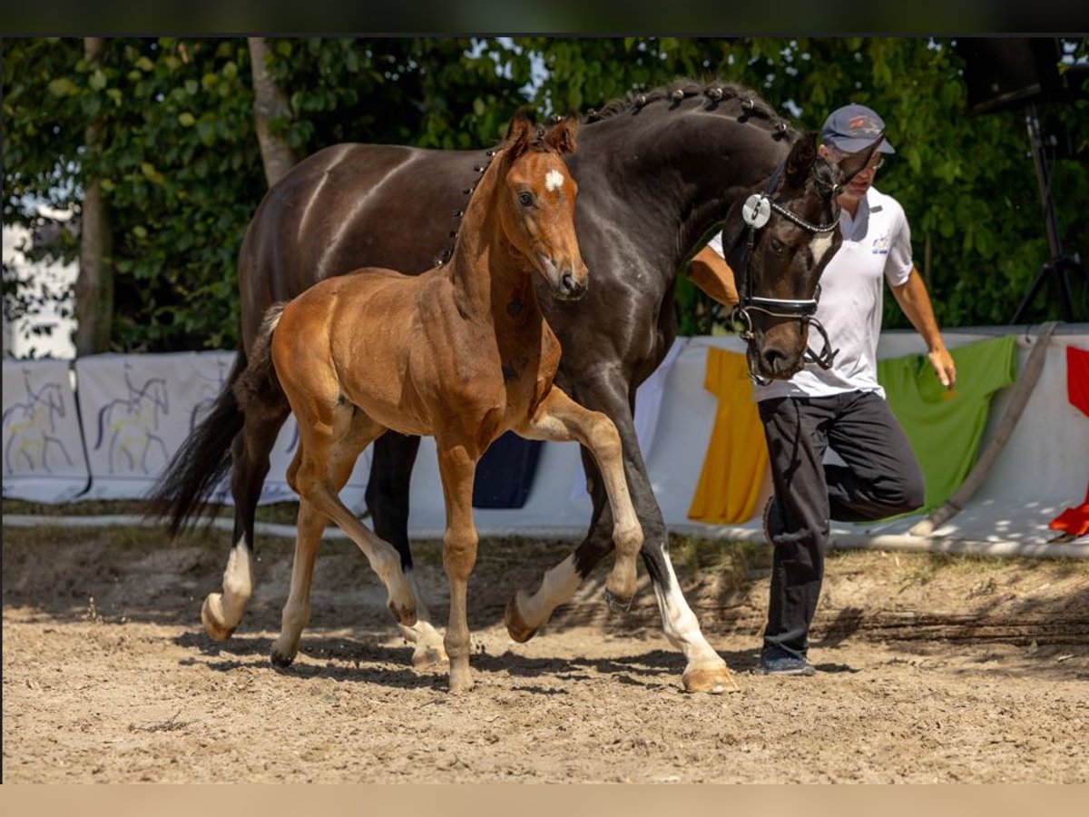 Oldenburger Hengst  Brauner in Seeheim-Jugenheim