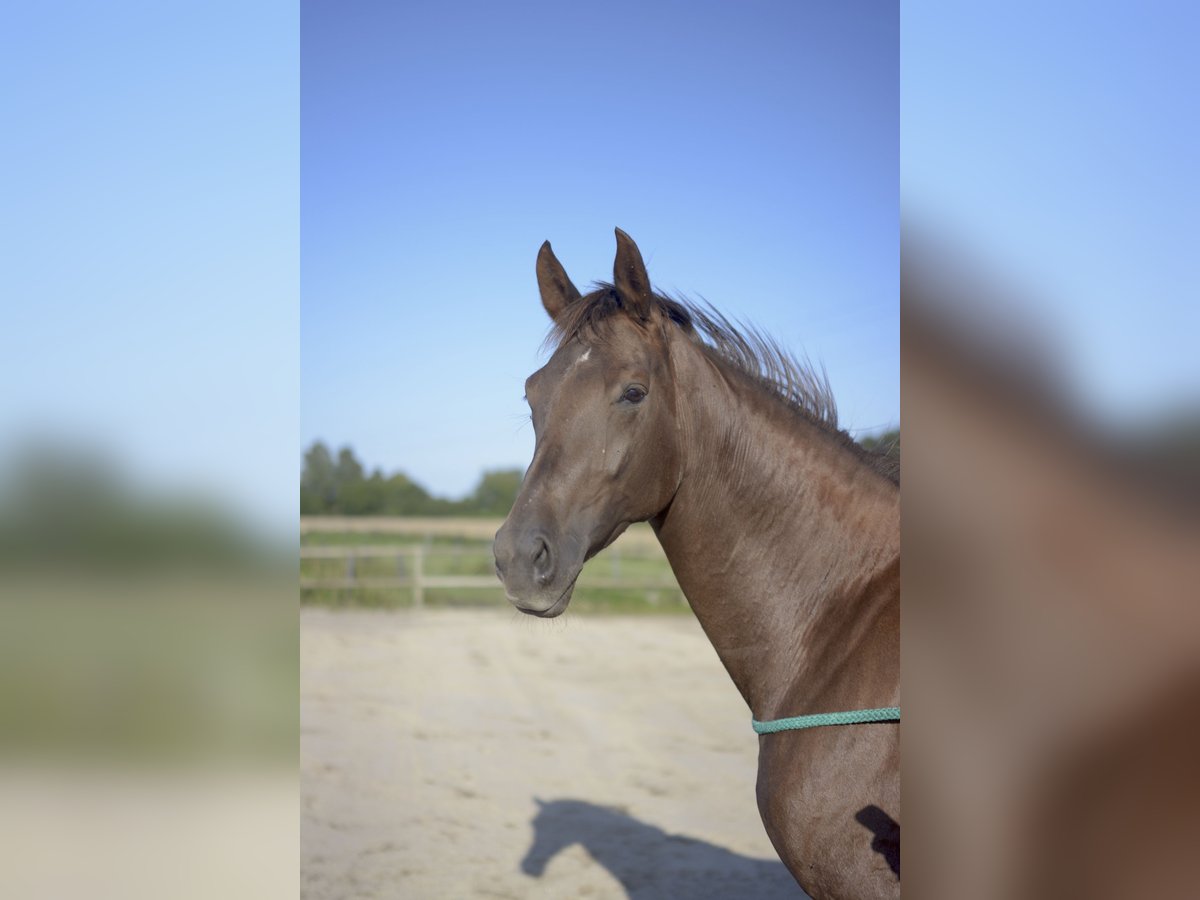 Oldenburger Hengst  in Wingst
