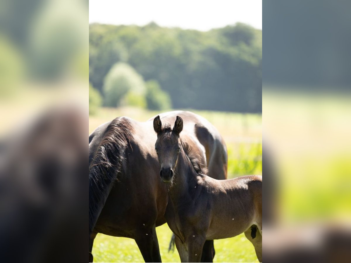 Oldenburger Hengst  Dunkelbrauner in Opdorp