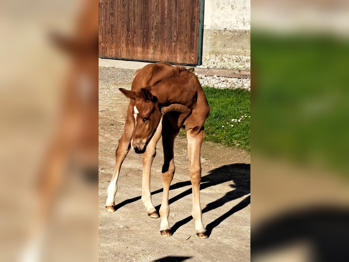 Oldenburger Hengst  Fuchs in Haidershofen