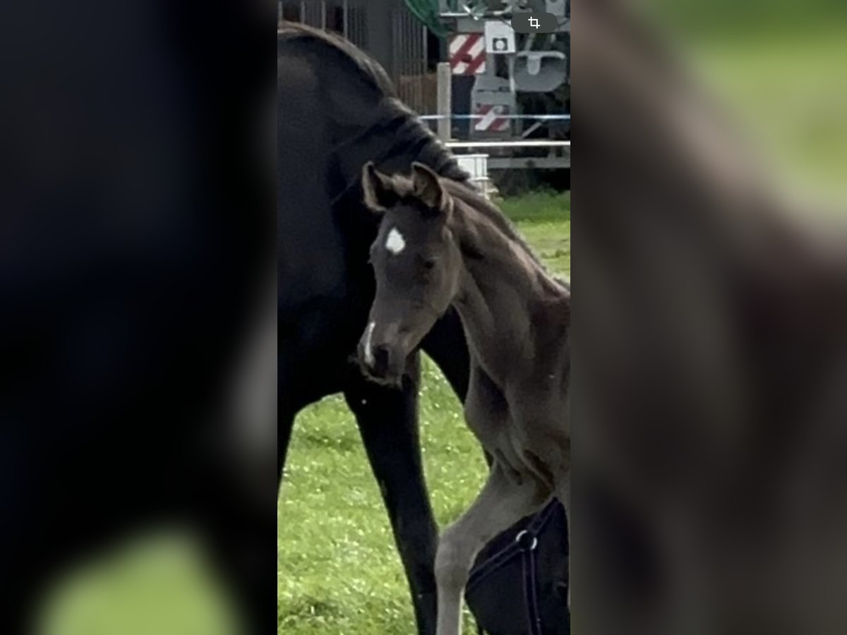 Oldenburger Hengst Rappe in Westerstede Oldenburger Hengst Rappe in Westerstede