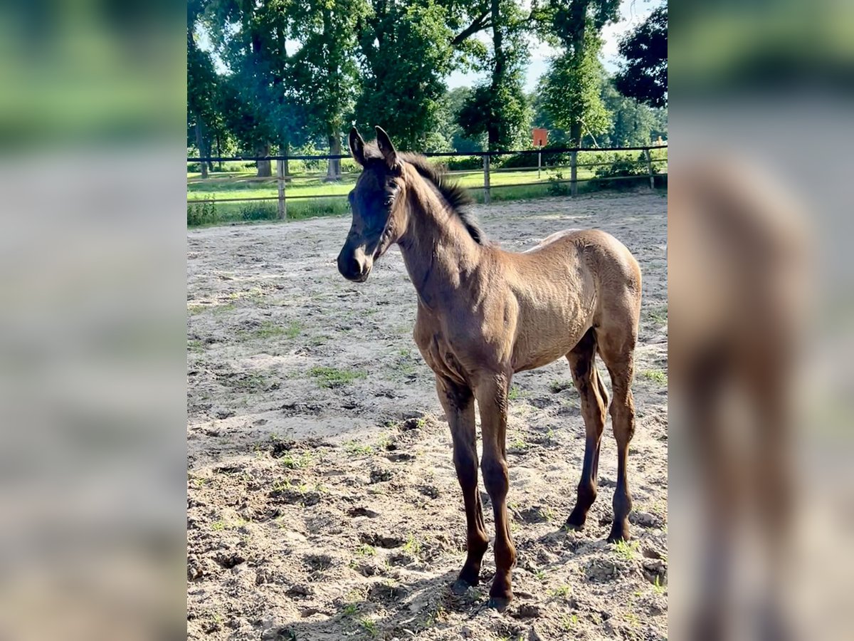 Oldenburger Hengst  Rappe in Saterland