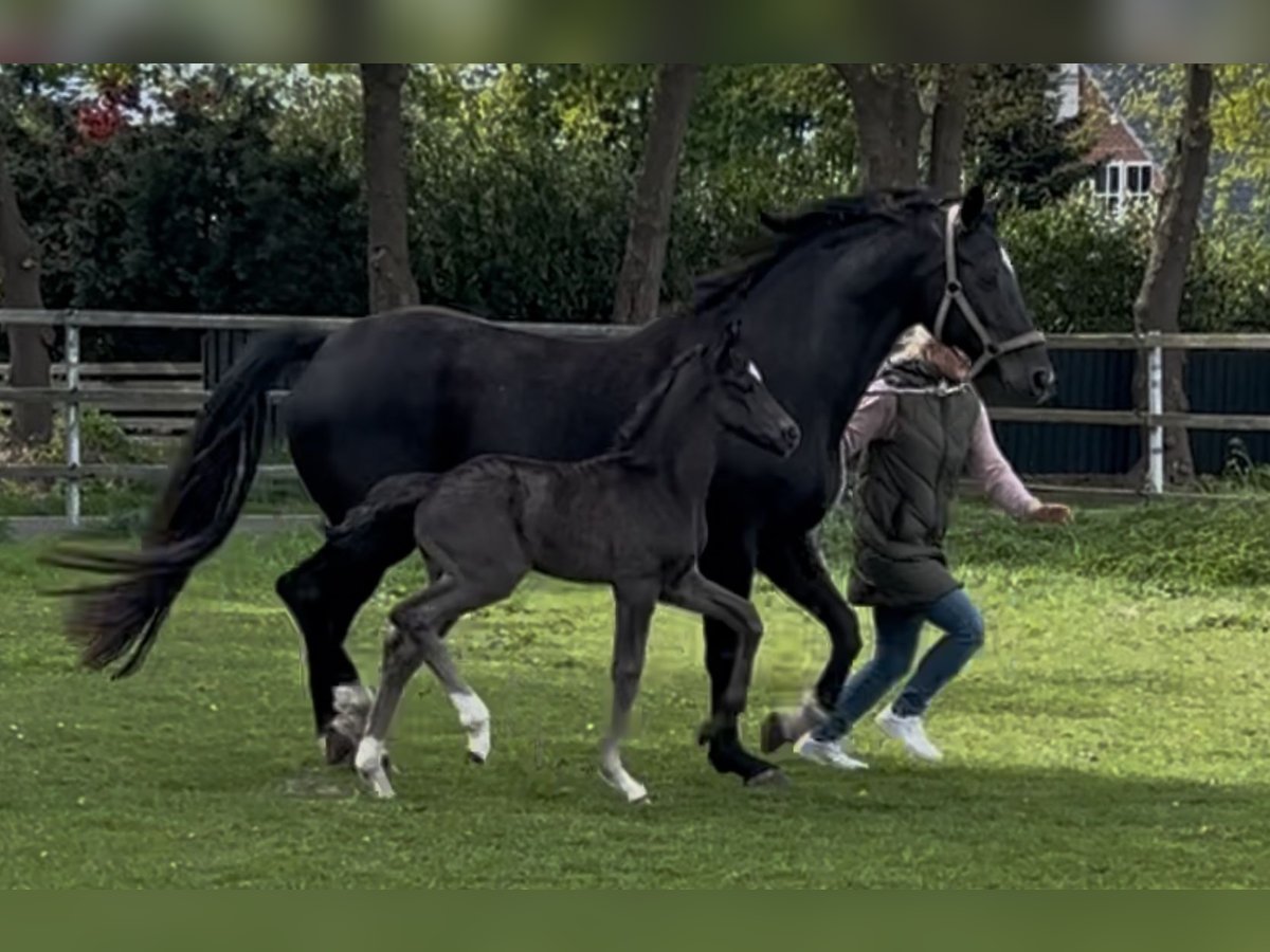 Oldenburger Hengst  Rappe in Lastrup