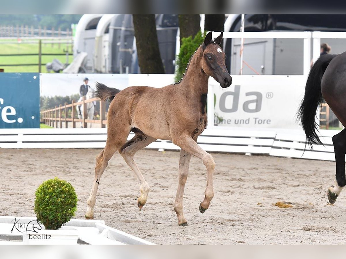 Oldenburger Hengst Fohlen (04/2024) Rappe in Surwold