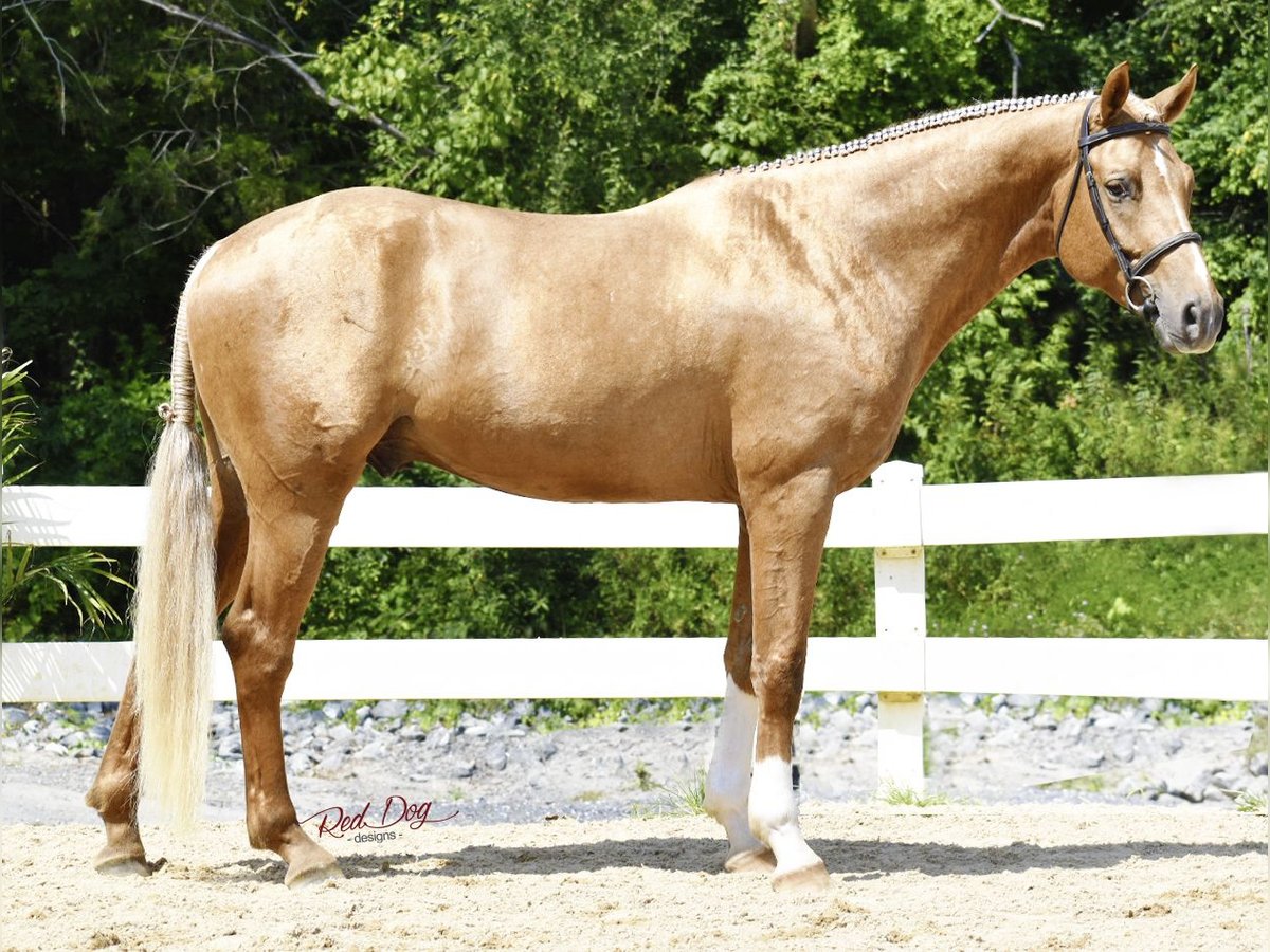 Oldenburger Hengst Palomino in Warrenton