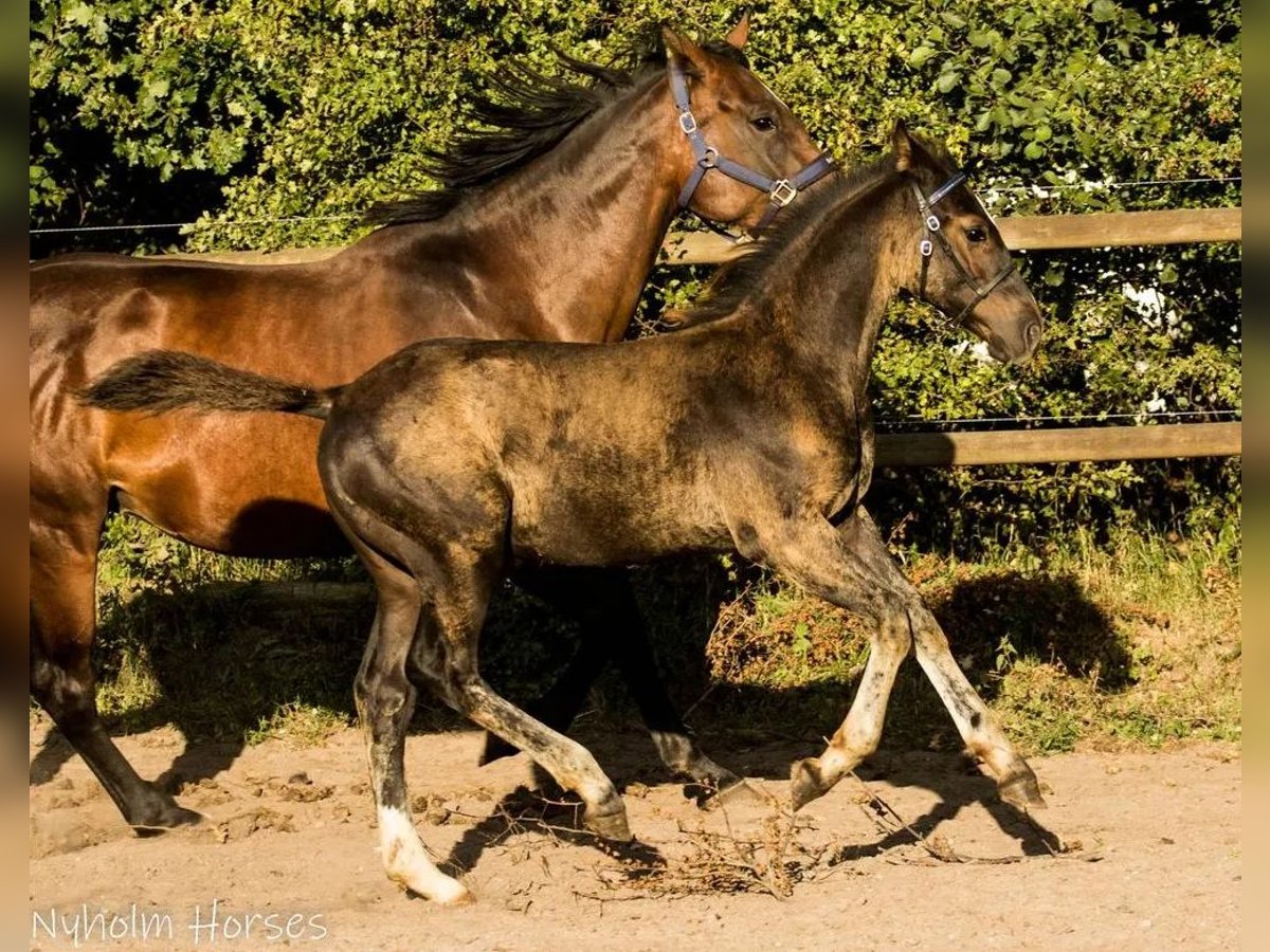 Oldenburger Hengst Veulen (05/2025) 168 cm Bruin in Vesthimmerland