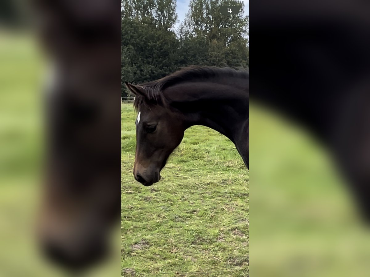 Oldenburger Hengst veulen (03/2024) 168 cm Donkerbruin in Breklum