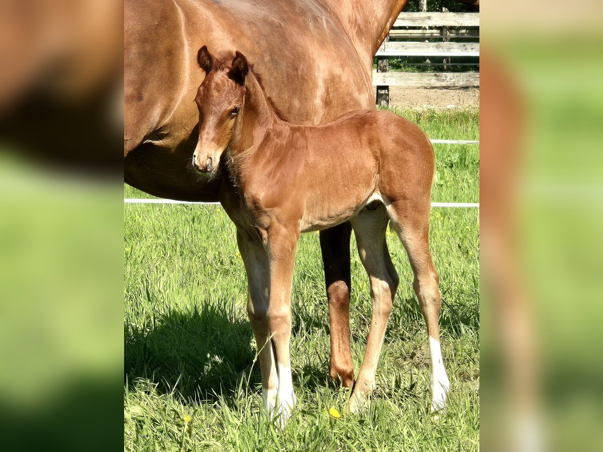 Oldenburger Hengst veulen (04/2024) 169 cm Donkere-vos in Westerstede