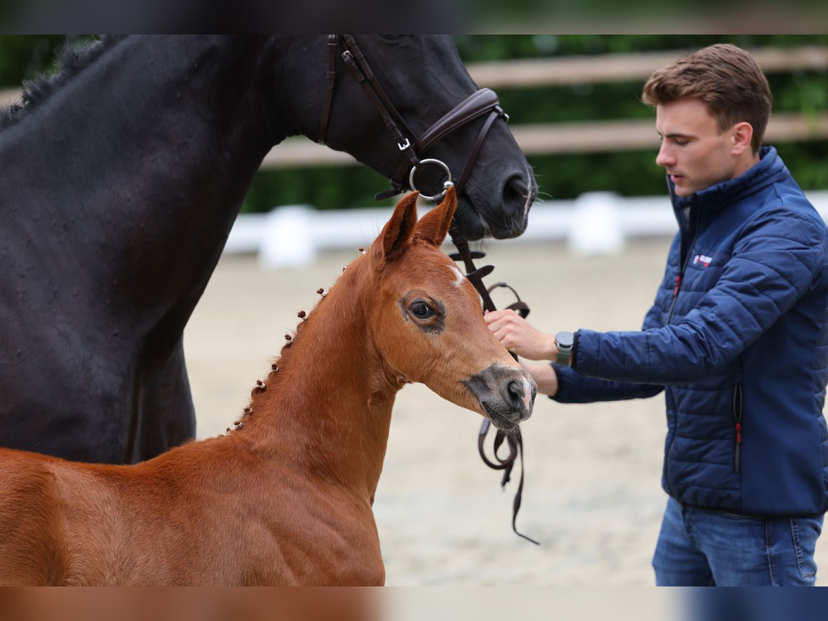 Oldenburger Hengst  170 cm Donkere-vos in Vechta