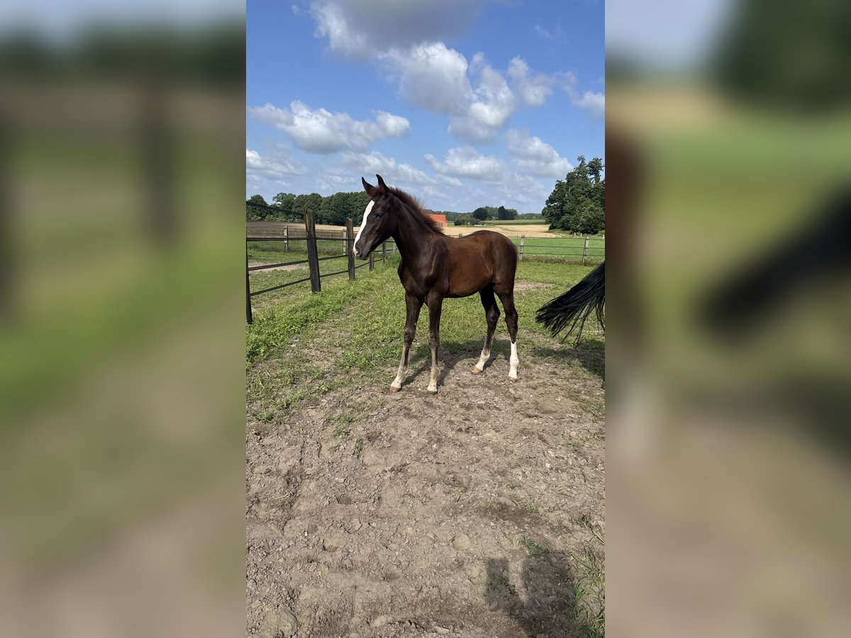 Oldenburger Hengst Veulen (04/2025) 170 cm Donkere-vos in Osnabr&#xFC;ck