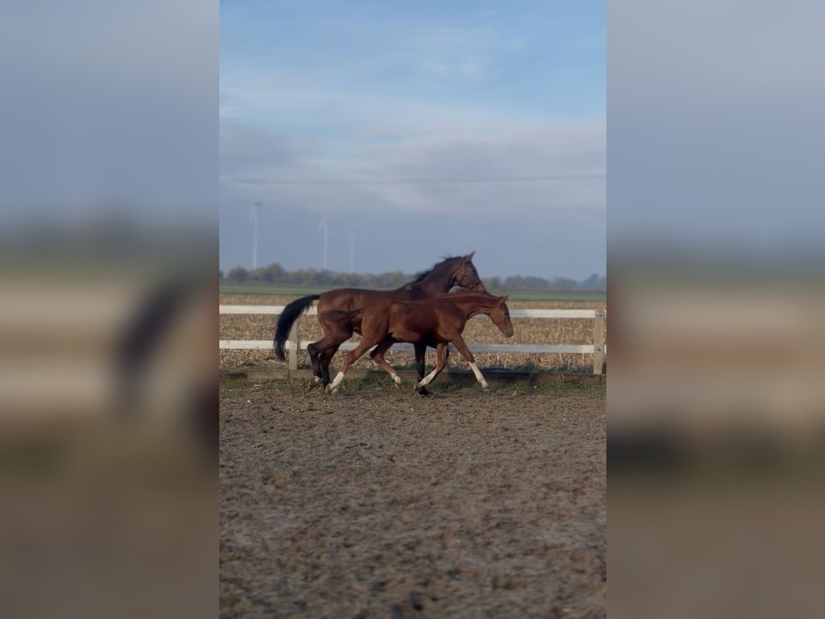 Oldenburger Hengst Veulen (05/2025) 170 cm Vos in Radziej&#xF3;w