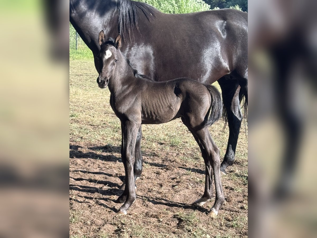Oldenburger Hengst  170 cm Zwartbruin in Nordhorn