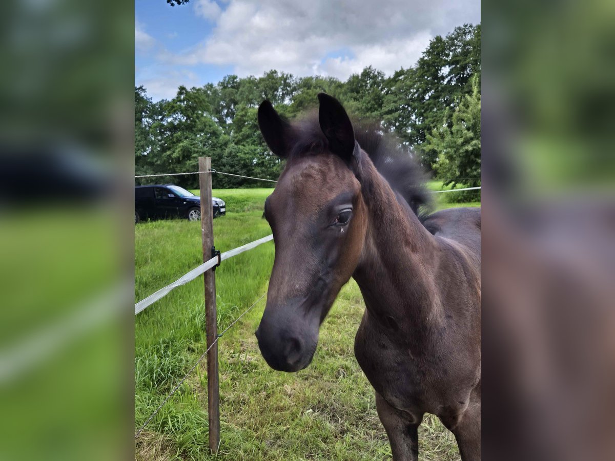 Oldenburger Hengst Veulen (05/2025) 170 cm Zwartbruin in L&#xF6;ningen