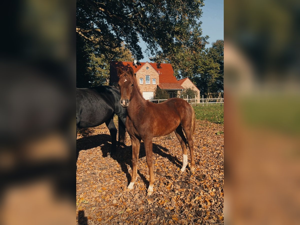 Oldenburger Hengst Veulen (05/2025) 172 cm Donkere-vos in Vechta