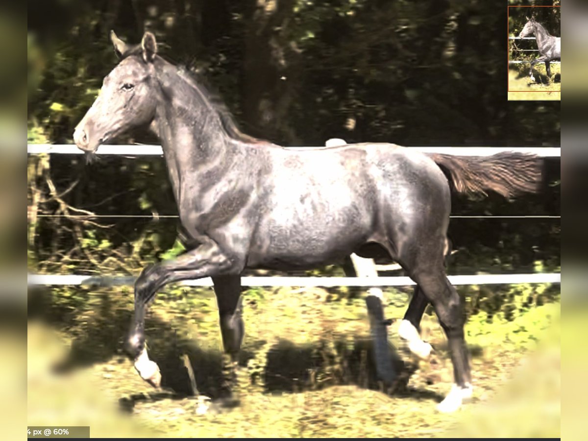 Oldenburger Hengst veulen (04/2024) 175 cm Zwartschimmel in Dohren