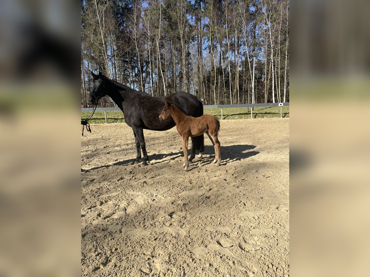 Oldenburger Hengst  Bruin in Dötlingen
