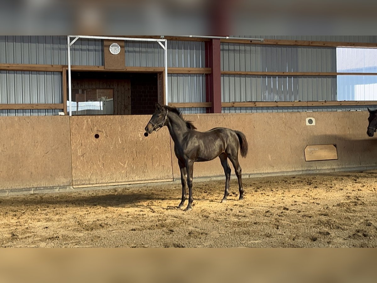 Oldenburger Hengst Veulen (03/2025) Donkerbruin in Braderup
