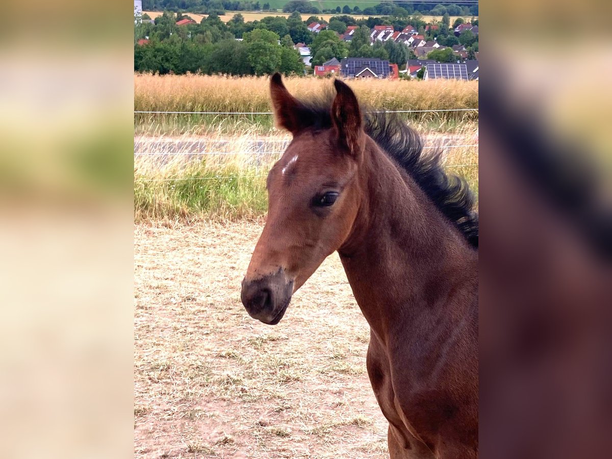 Oldenburger Hengst  Donkerbruin in Hildesheim