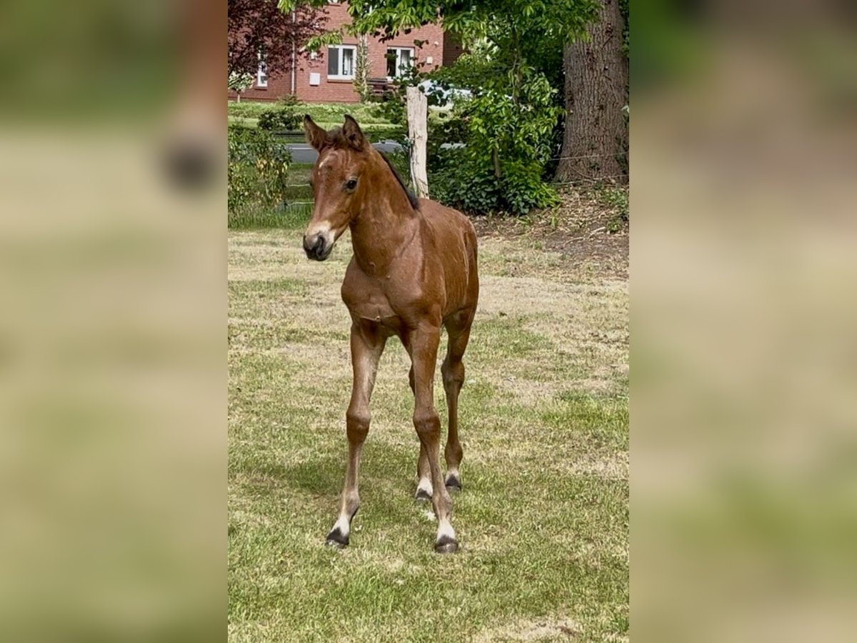 Oldenburger Hengst  Donkerbruin in Garrel