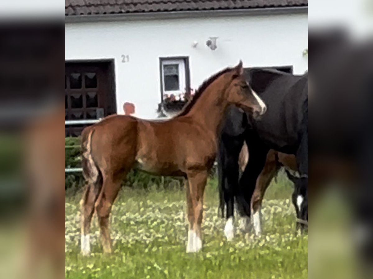 Oldenburger Hengst Donkere-vos in Vechta Oldenburger Hengst Donkere-vos in Vechta