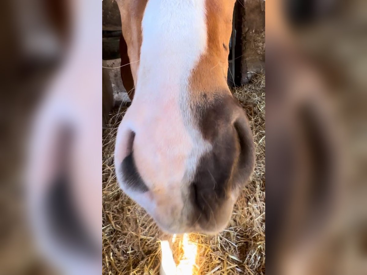 Oldenburger Hengst  Donkere-vos in Vechta