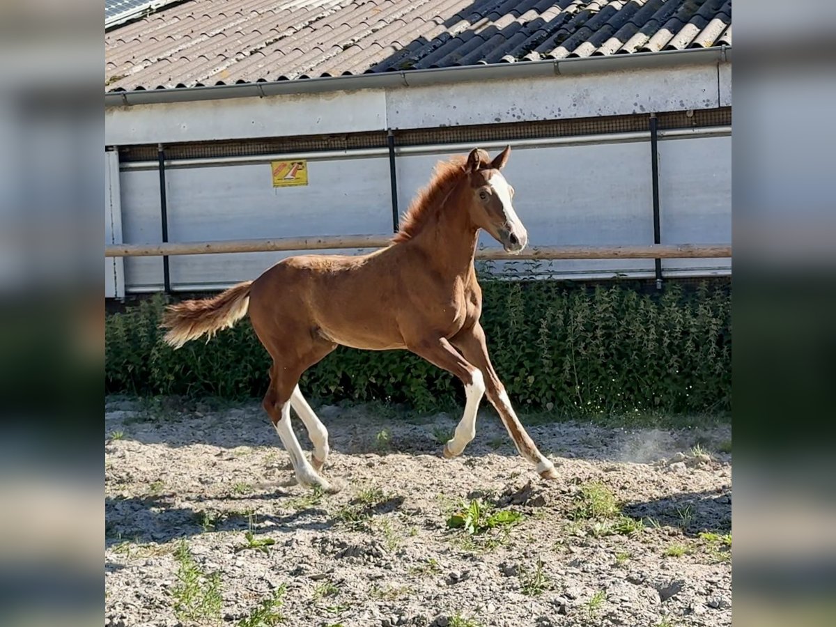 Oldenburger Hengst Veulen (04/2025) in Vechta