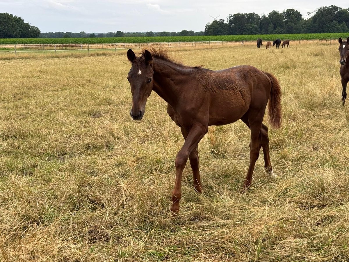 Oldenburger Hengst Veulen (05/2025) in Vechta