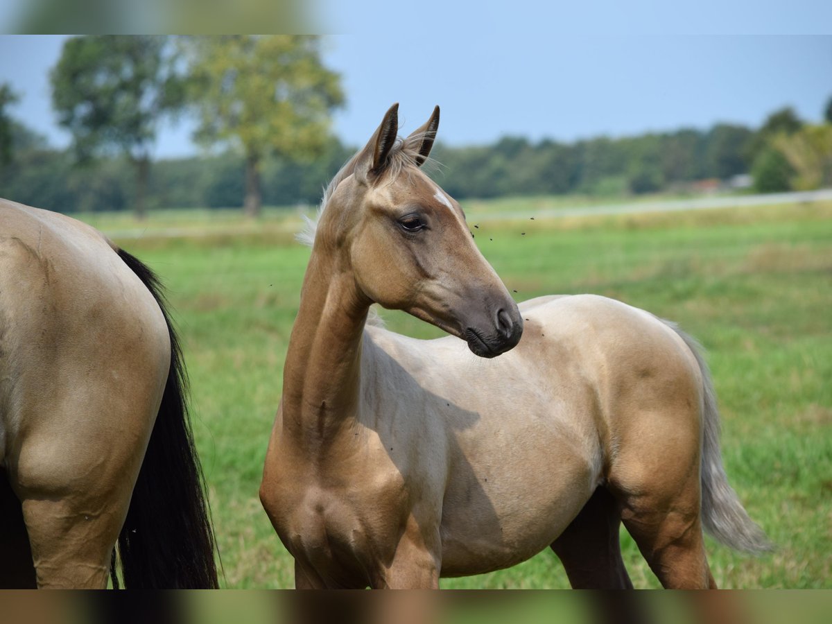 Oldenburger Mix Hengst Veulen (04/2025) Palomino in Ovelg&#xF6;nne