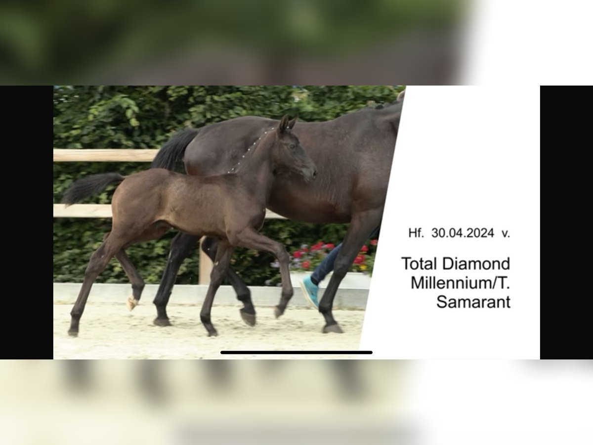 Oldenburger Hengst veulen (05/2024) Zwart in Esens