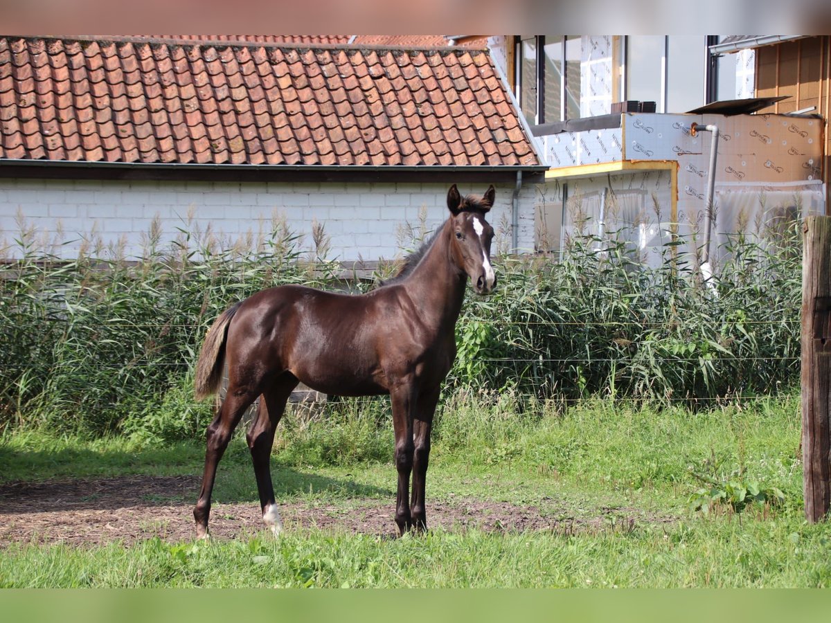 Oldenburger Hengst veulen (04/2024) Zwart in zaffelare