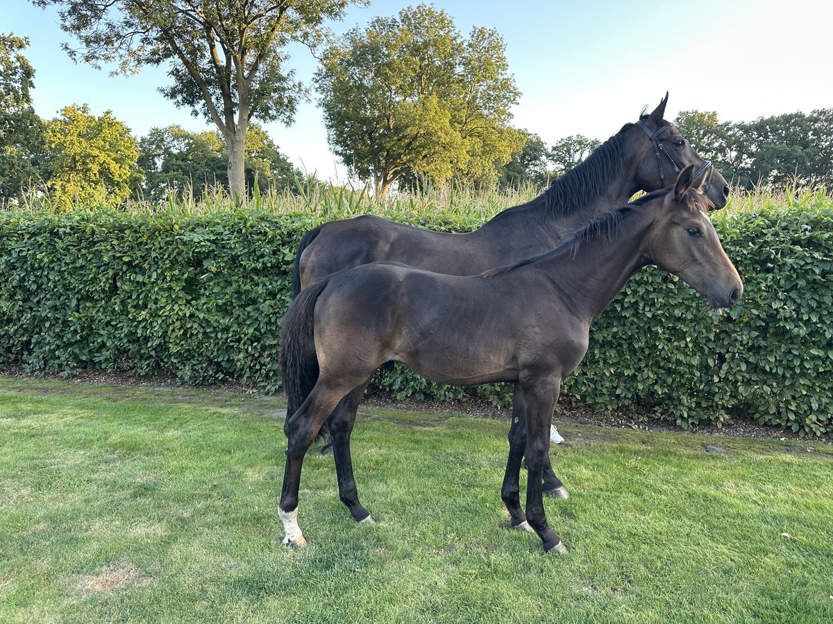 Oldenburger Hengst Veulen (03/2025) Zwartbruin in Apen