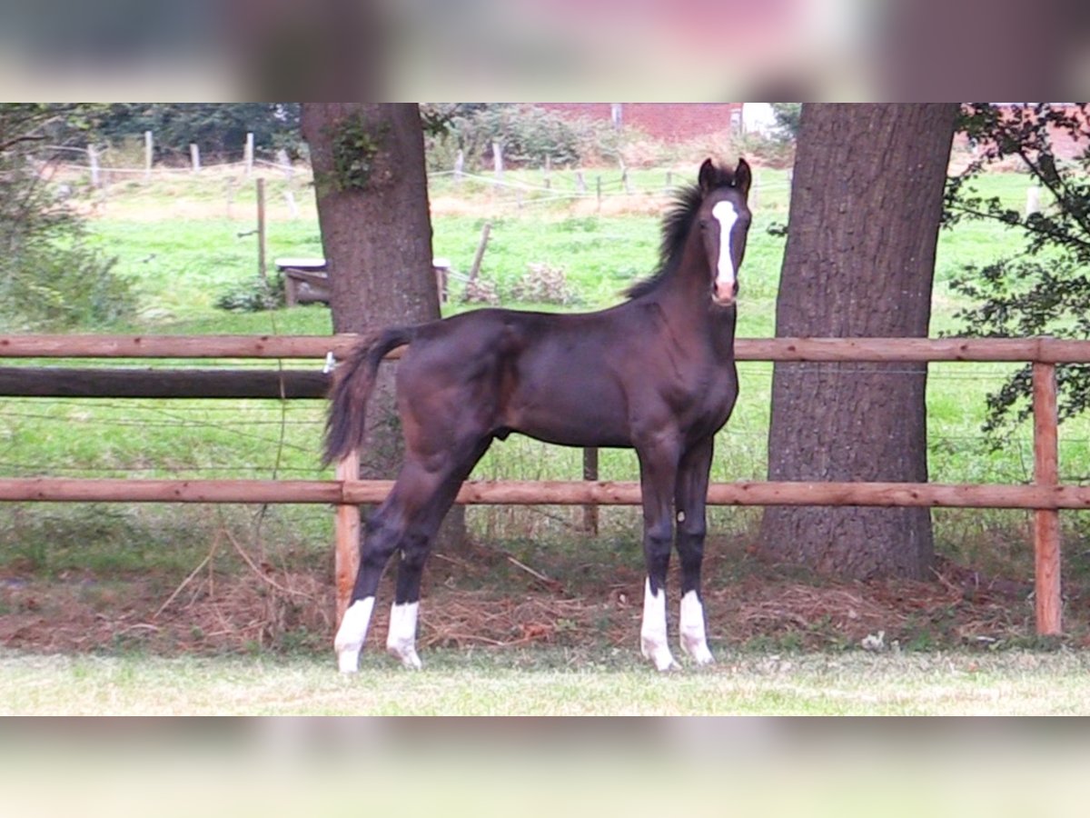 Oldenburger Hengst Veulen (04/2025) Zwartbruin in Cloppenburg