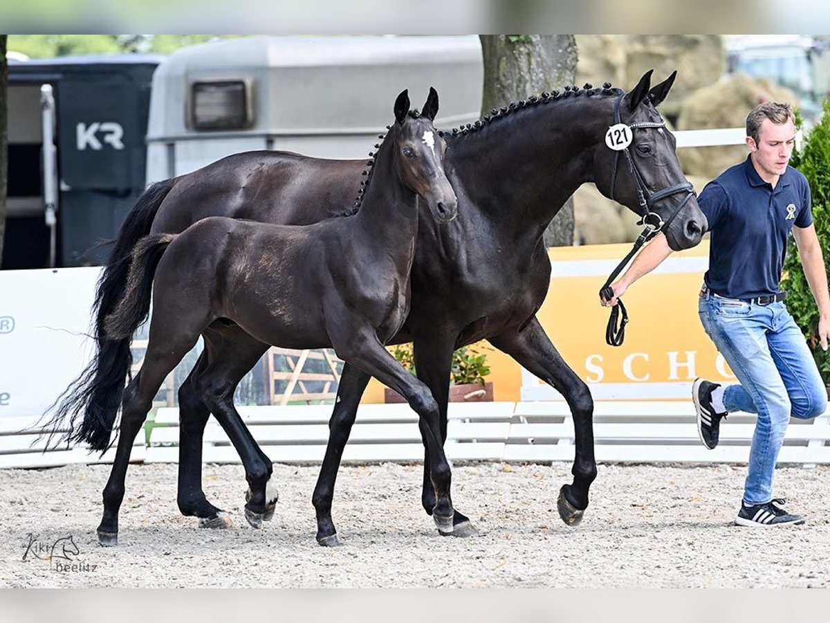 Oldenburger Hengst veulen (04/2024) Zwartbruin in Cloppenburg