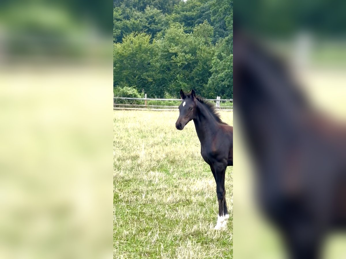 Oldenburger Hengst Veulen (04/2025) Zwartbruin in Rosdorf