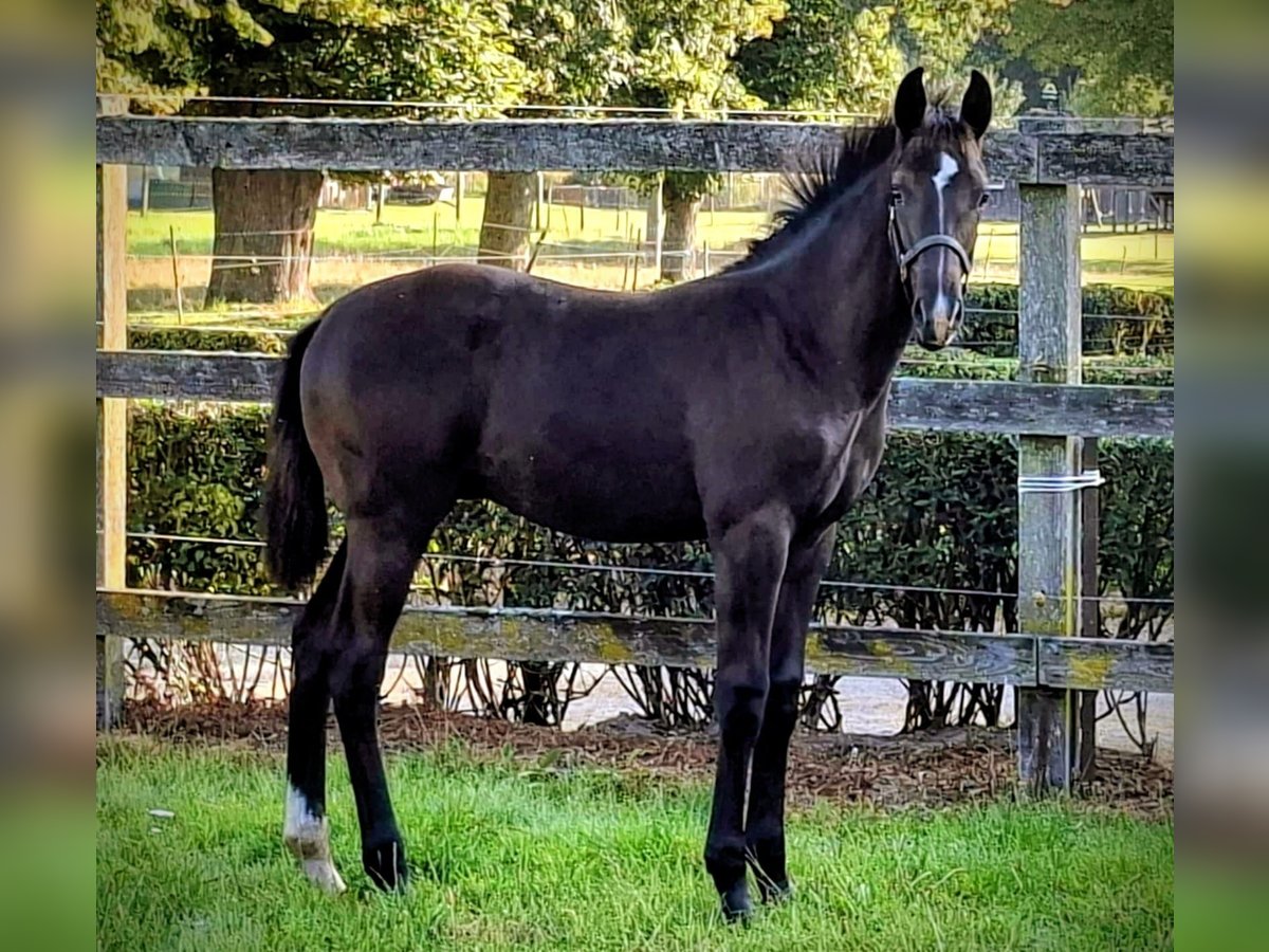 Oldenburger Hengst Veulen (05/2025) Zwartbruin in Raum Vechta