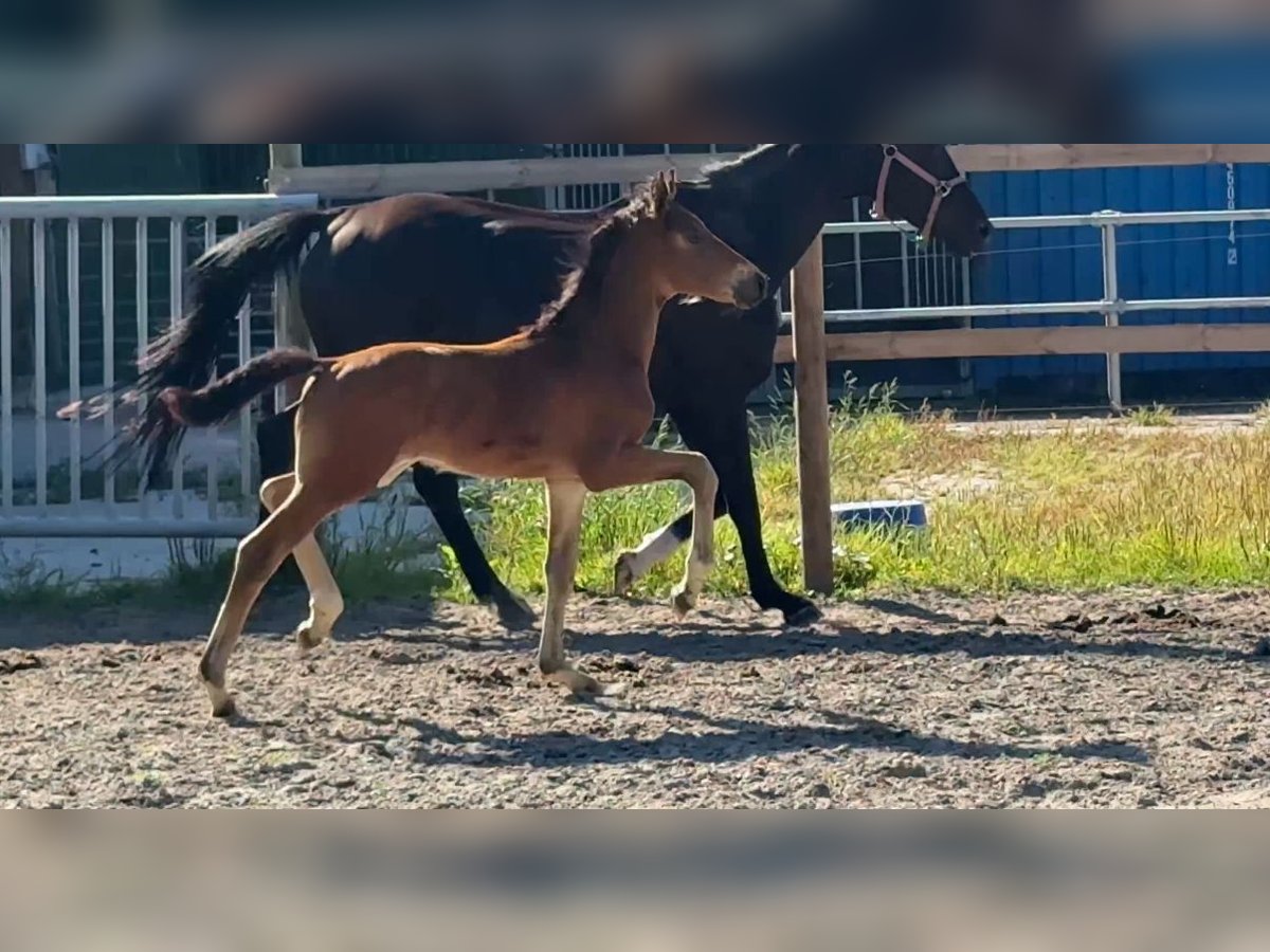 Oldenburger Hengst Veulen (05/2025) Zwartbruin in Vechta