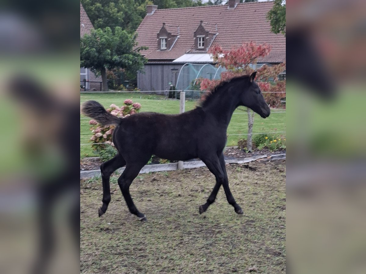 Oldenburger Hengst Veulen (05/2025) Zwartbruin in zaffelare