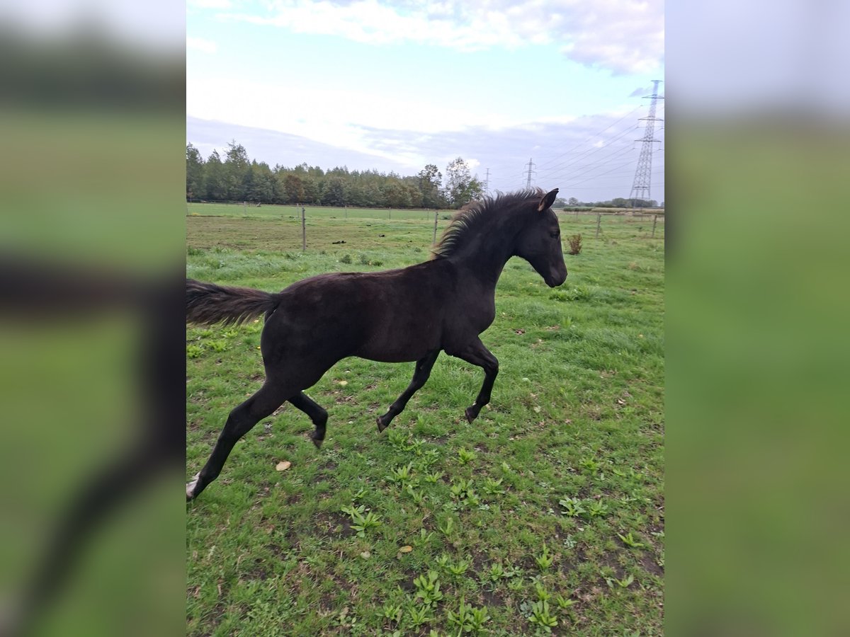 Oldenburger Hengst Veulen (05/2025) Zwartbruin in zaffelare