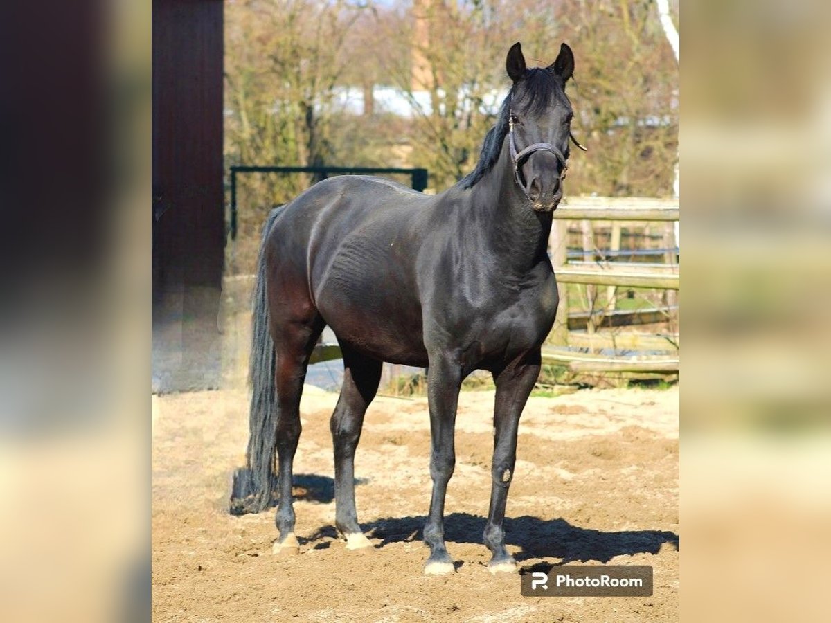 Oldenburger Merrie 10 Jaar 162 cm Zwart in Radeburg