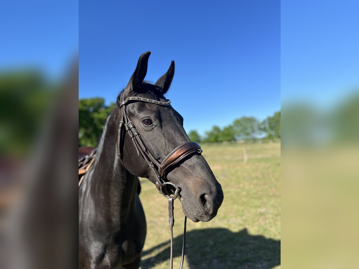 Oldenburger Merrie 10 Jaar 168 cm Zwart in Schiffdorf