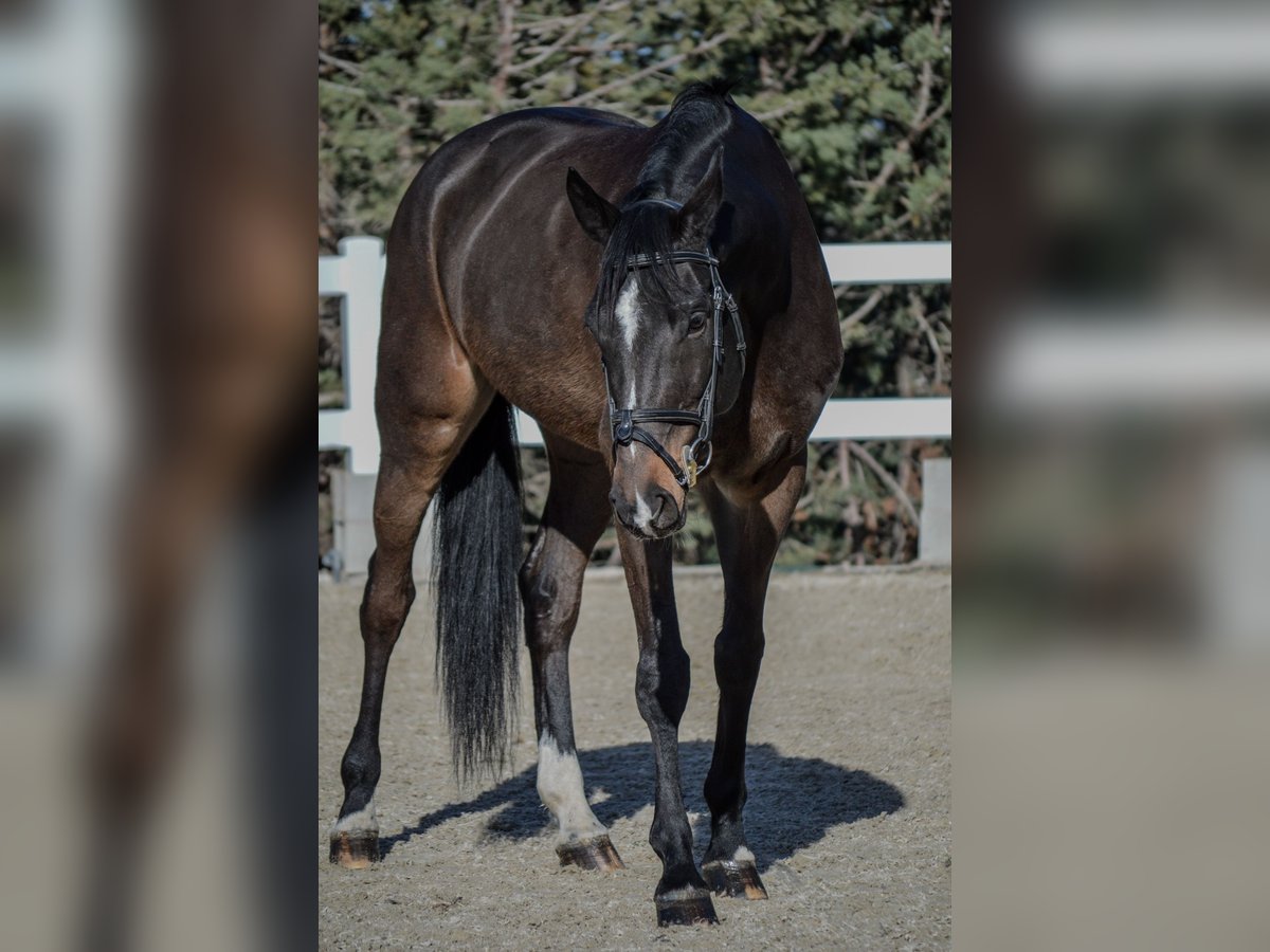 Oldenburger Merrie 10 Jaar 170 cm Donkerbruin in El Molar