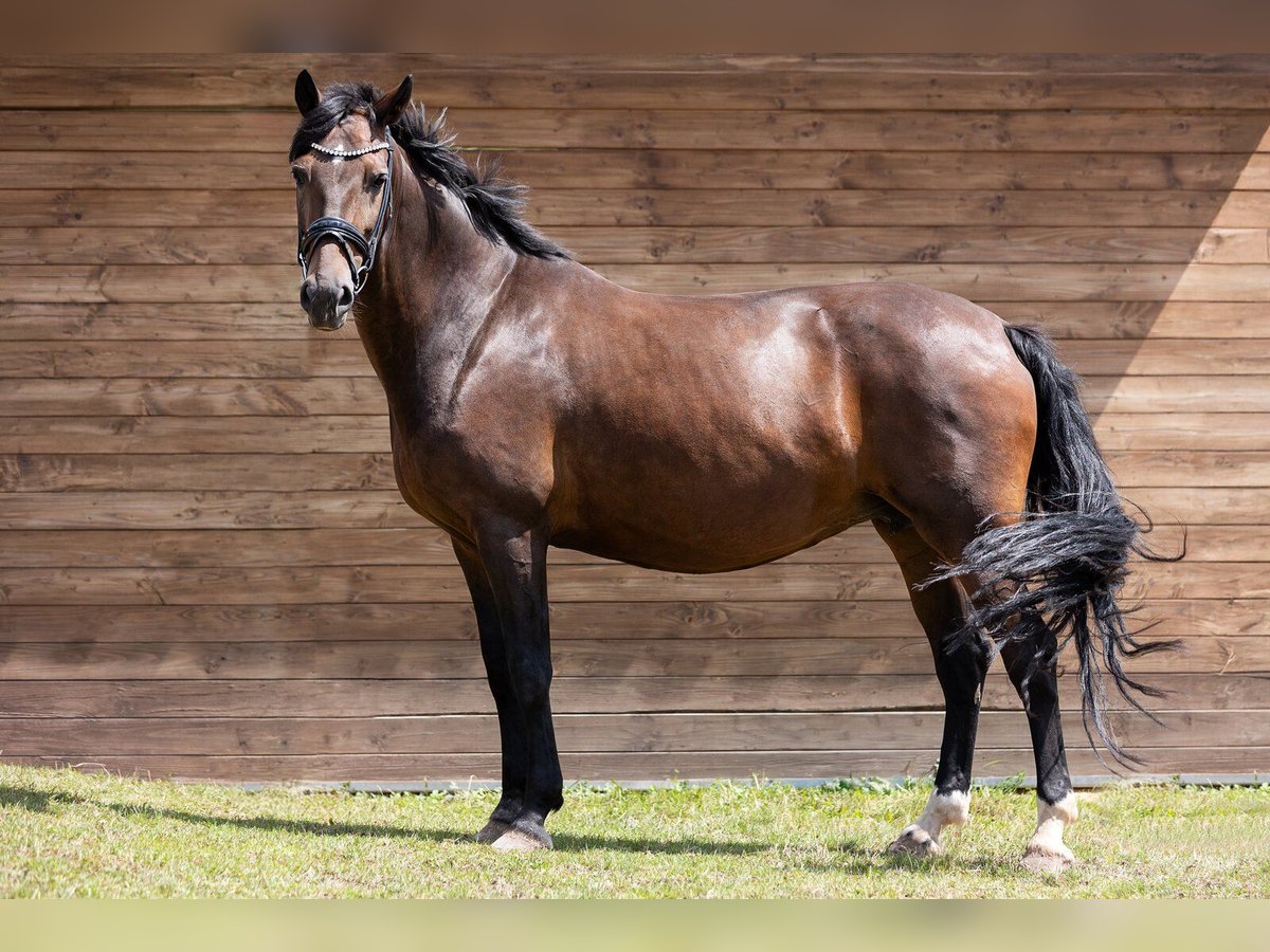 Oldenburger Merrie 10 Jaar 171 cm in Uhlst&#xE4;dt-Kirchhasel