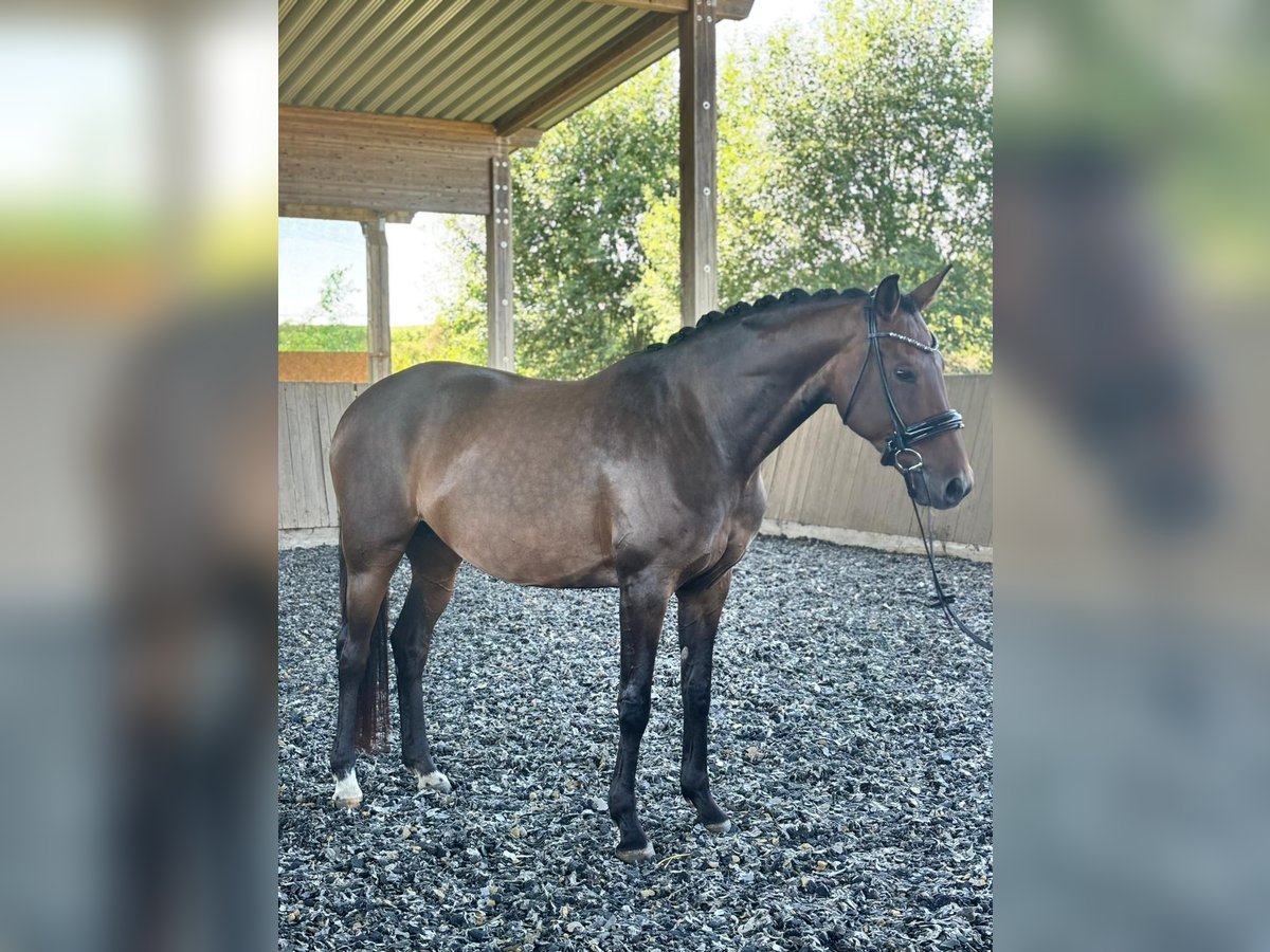Oldenburger Merrie 11 Jaar 166 cm Bruin in St&#xF6;dtlen