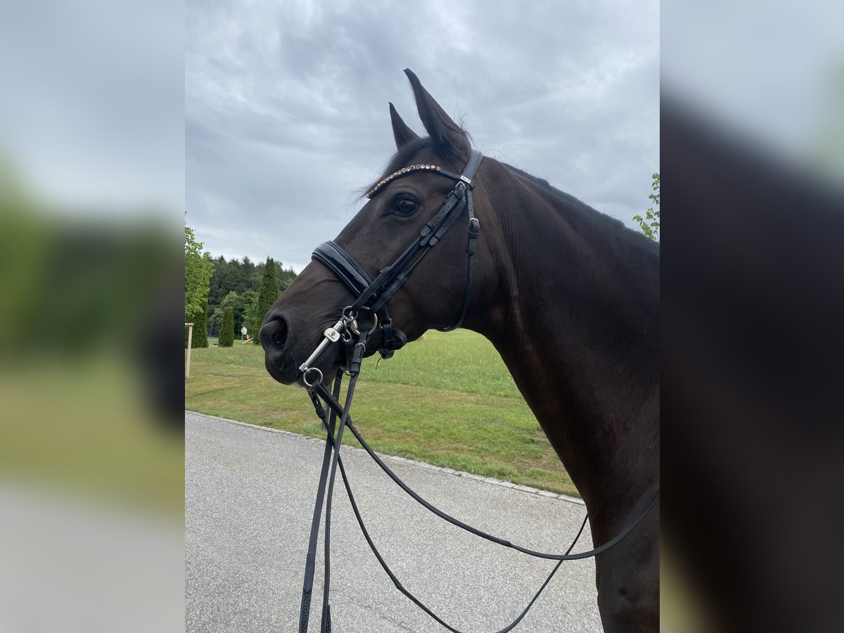 Oldenburger Merrie 11 Jaar 167 cm Zwartbruin in Landshut